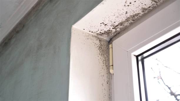 Certified Mold Removal in Lake Charles, LA