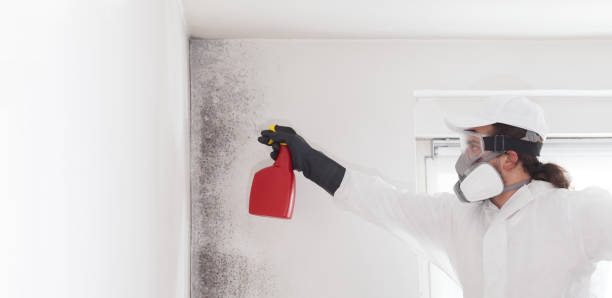 Best Residential Mold Removal  in Ke Charles, LA