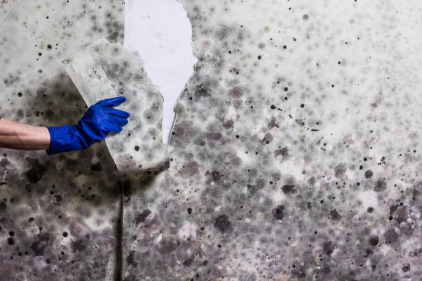 Lake Charles, LA Mold Removal Company