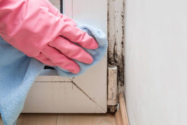 Best Mold Damage Repair  in Ke Charles, LA